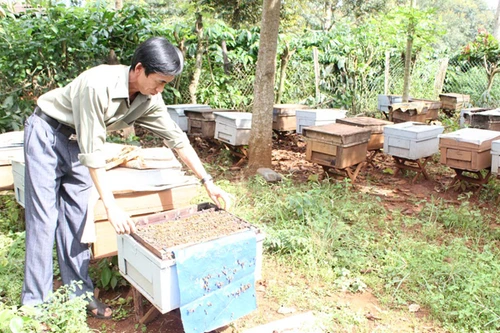 Xuất khẩu 45.000 tấn mật ong cần 225.000 giấy phép