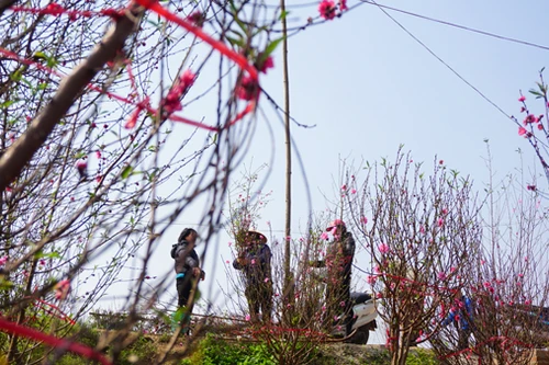 "Thủ phủ" đào Nhật Tân chiều 30 Tết Bính Thân