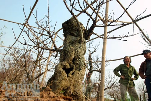 Đào “quan chức”