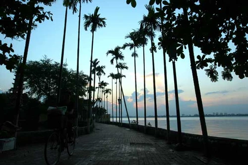 Cây bồ đề có một không hai mọc từ trên… giời xuống đất.