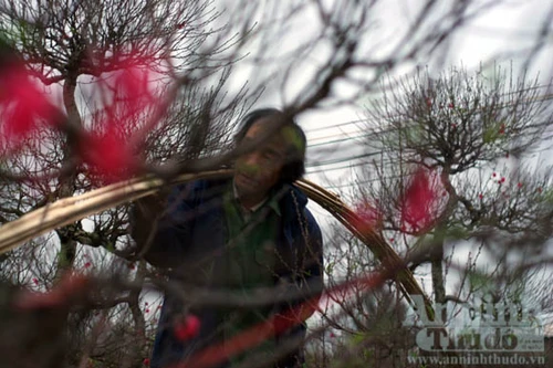 Lo ngay ngáy vì đào quá đẹp