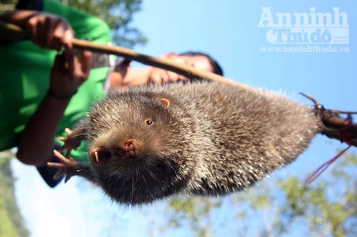 Xem thú nhe nanh ở chợ rừng