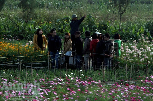 Một kiểu chơi hoa ở chốn thị thành