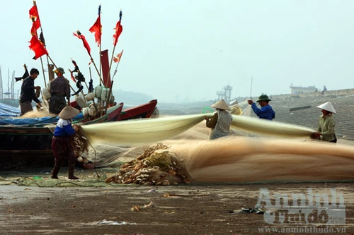 Tết trúng lớn, nếu gặp đàn cá mai