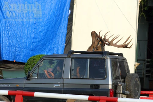 Độc đáo tuần lộc chơi Noel trên phố