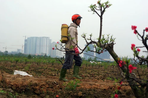 Những cánh đào trốn chạy đồng tiền