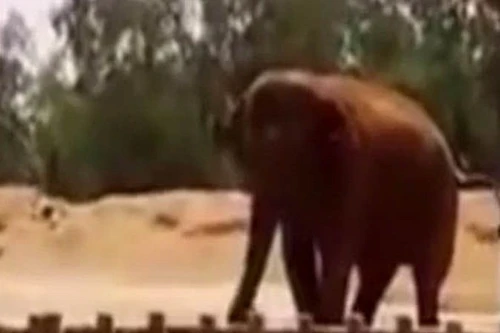 Ma rốc: Bé gái tử vong vì bị voi ném đá trúng đầu 