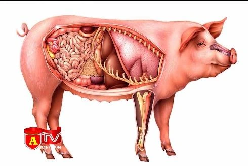 Bệnh nhân nhiễm liên cầu khuẩn lợn gia tăng do thói quen ăn uống tùy tiện