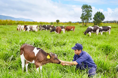 Vinamilk đạt chứng nhận trang trại bò sữa organic đầu tiên tại Việt Nam
