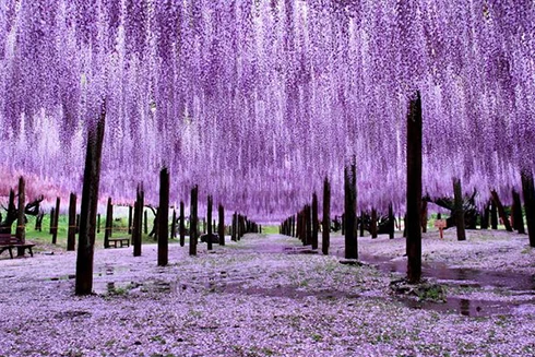 [ẢNH] Lạc bước nơi "thiên đường" hoa tử đằng