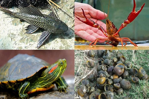 [ẢNH] Trước tôm hùm đất, sinh vật ngoại lai nào từng "tác oai tác quái" tàn phá hệ sinh thái Việt Nam