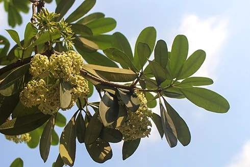 Kỳ lạ hoa sữa nở giữa mùa hè khắp phố phường Hà Nội