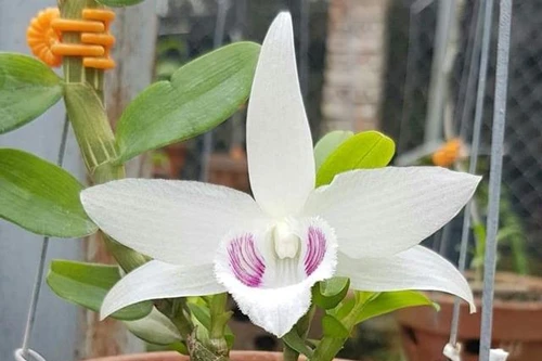 Nhóm người bán lan đột biến... lĩnh án tù đích đáng