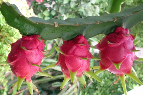 Quả thanh long Việt Nam sắp được Australia nhập khẩu?