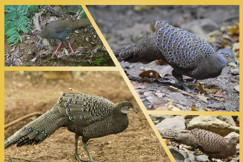 Đặt bẫy ảnh, phát hiện gà quý hiếm đẹp tựa chim công ở Việt Nam