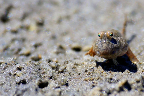 Loài cá lập dị, hung hăng và đầy bí ẩn ở Việt Nam