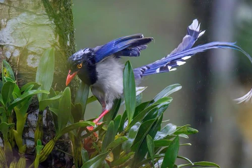 Loài chim ở Việt Nam là “chuyên gia” phá tổ, cướp trứng, ăn thịt chim non loài khác