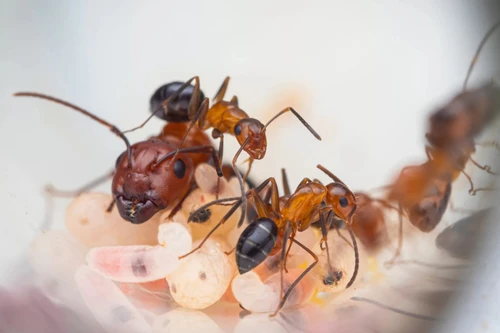 Loài sinh vật thứ hai trên thế giới biết phẫu thuật 