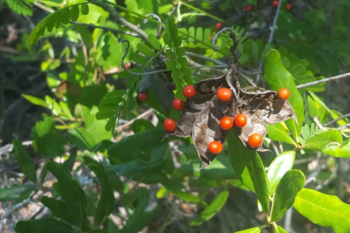 Cây mọc hoang ở Việt Nam chứa chất độc đáng sợ, được săn lùng với giá cao