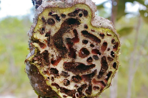 Loài cây quý hiếm phát triển cộng sinh cùng kiến