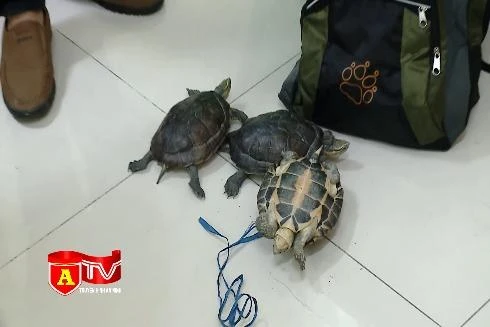 Cất giấu rùa quý hiếm vào ba lô vẫn bị phát hiện, bắt giữ