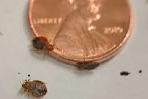 Được bồi thường vì bị rệp cắn trong khách sạn