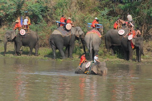 Hấp dẫn cuộc thi bơi dành cho voi trên dòng sông Sêrêpốc