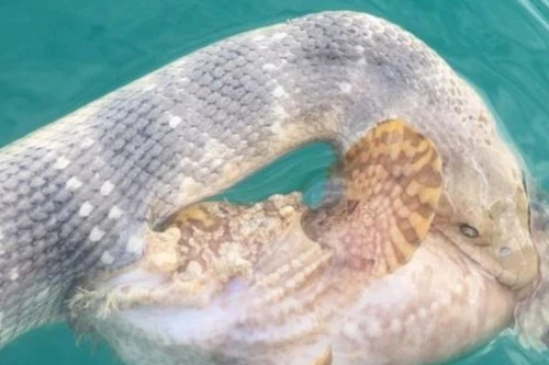 Cảnh khó gặp: Cá đá và rắn biển tử chiến với nhau