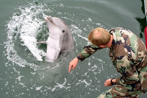 Kho vũ khí hạt nhân lớn nhất thế giới được… cá heo bảo vệ 