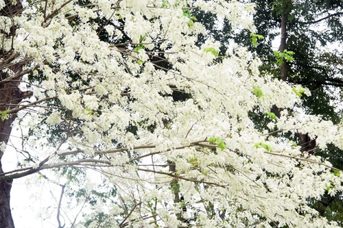 Hà Nội - rực rỡ sắc hoa tháng 3 