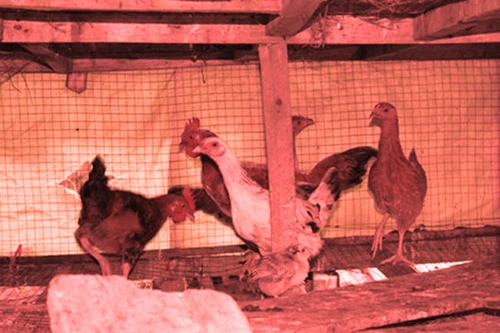 Dê, gà hay người “đi lạc”?