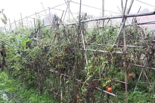 Mưa dầm, rau xanh thất bát 