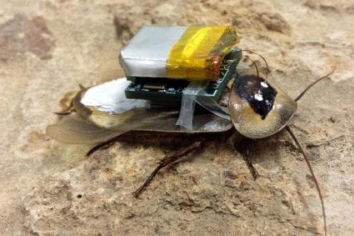 Dùng “gián robot” cứu người trong thảm họa