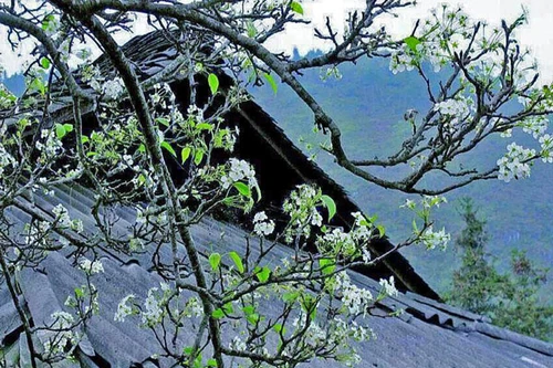 Tháng ba nhớ mùa hoa ban...