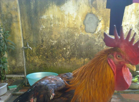 Người đi tìm “gà tiến vua” đất Tổ