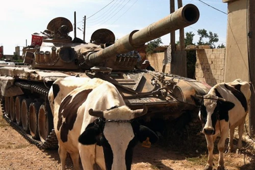 Buôn lậu đạn dược bằng cách… nhét vào bụng bò sống