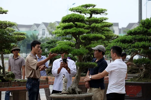 Nghỉ lễ, đi ngắm cây bạc tỷ ở Vinhomes Riverside