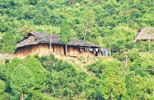 Thưởng trà cổ thụ ở bản Suối Trời