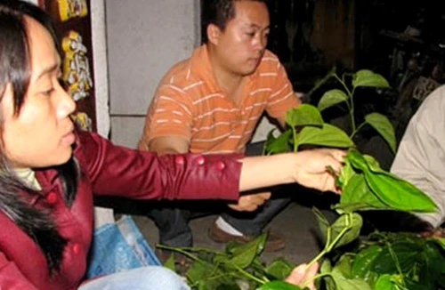 Thương lái Trung Quốc tận thu lá trầu không ở Bình Định và những chất vấn của đại biểu Quốc hội…