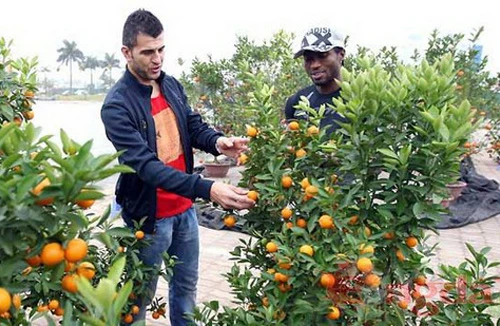 Ngoại binh ăn Tết Việt