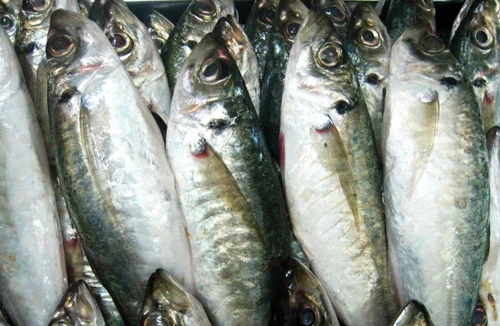 Báo động nhiễm độc PCB trong cộng đồng 