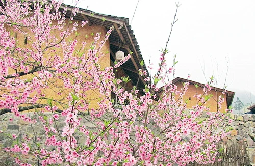 Sắc hoa đào miên biên viễn