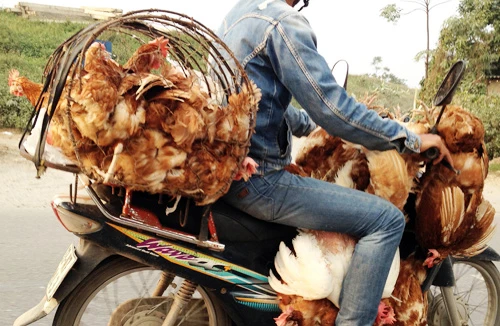 Dịch cúm gia cầm lăm le bùng phát