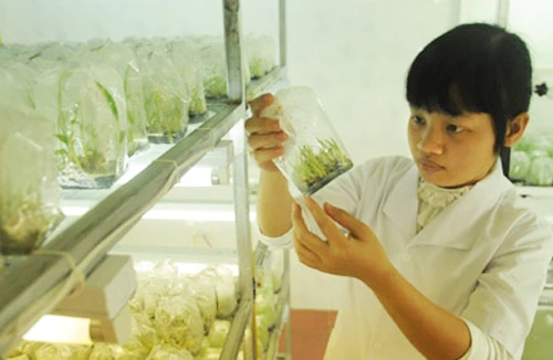 Nghèo còn chơi sang