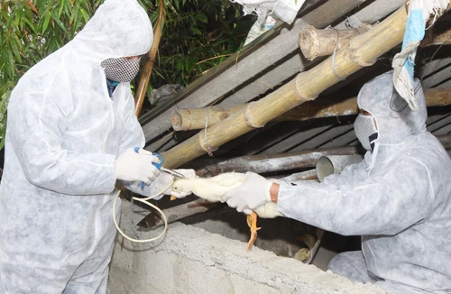 Cúm gia cầm ngày càng nguy hiểm