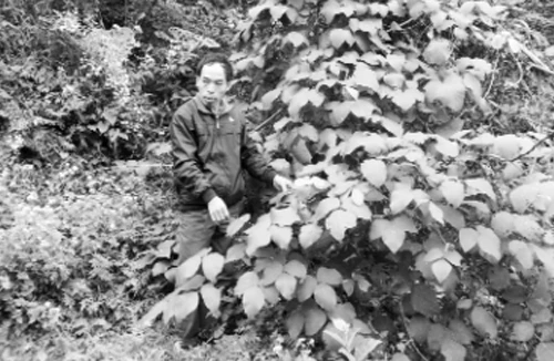 Bài thuốc gia truyền cứu nhiều người thoát "án tử" do rắn độc cắn