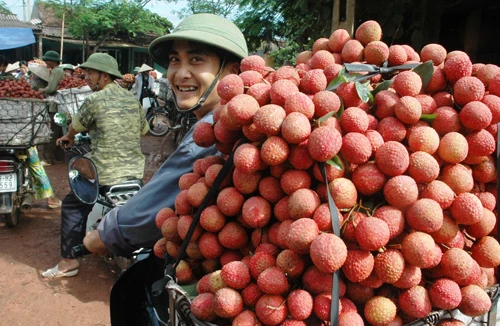 Vải thiều Bắc Giang: Được mùa, được giá, được cả bạn hàng