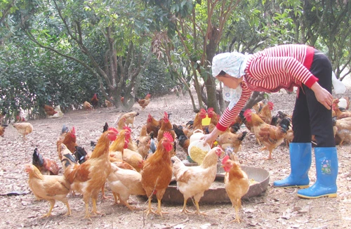 Gà đồi Yên Thế rục rịch về Thủ đô