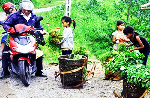 Cẩn trọng với rau rừng