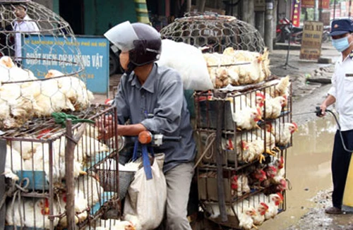 Hà Nội duy trì chốt kiểm dịch động vật 24/24h